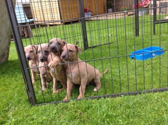 KC Reg Whippet Puppies for sale